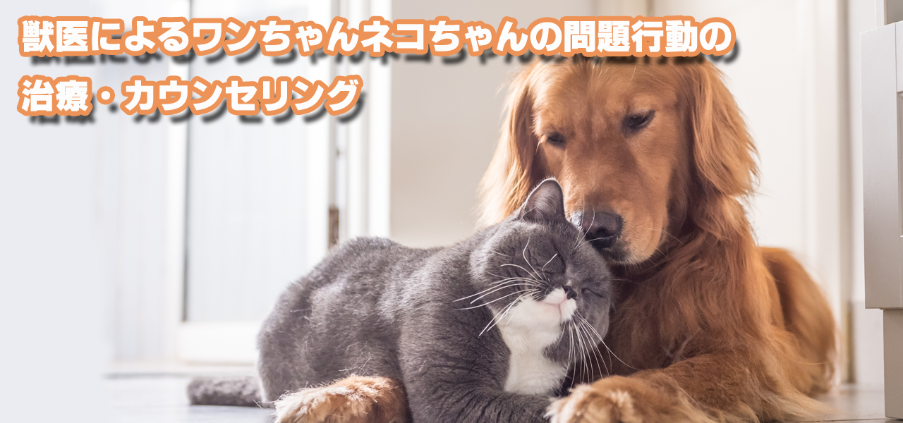 ハーモニーいぬねこ行動クリニック～犬・猫の問題行動の診療・治療 